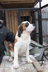 Щенки сенбернара