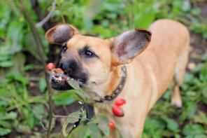 ������-������� ���� �������.