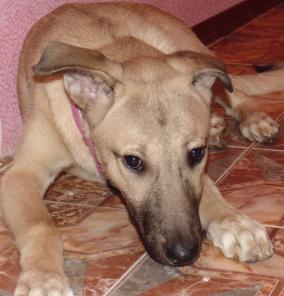 Отдам в дар самого домашнего щенка.