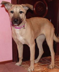 Отдам в дар самого домашнего щенка.