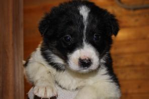 Щенки метисы КО 1,5 м-ца остались без мамы. Срочно ищем добрые руки!