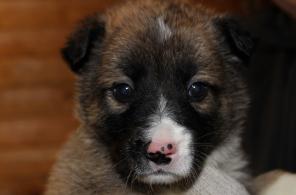 Щенки метисы КО 1,5 м-ца остались без мамы. Срочно ищем добрые руки!