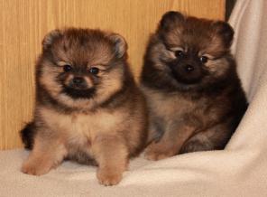 ��������� ��������� ���� ����