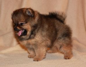 ��������� ��������� ���� ����