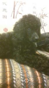 ������ �������