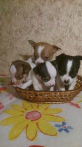 �������� - 2 �� �������