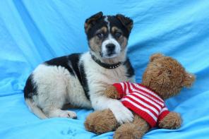 Отважный плюшевый щенок Барт ждет хозяина.