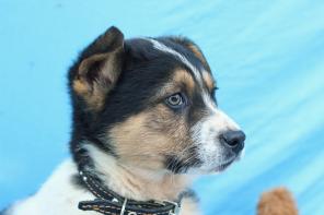 Отважный плюшевый щенок Барт ждет хозяина.