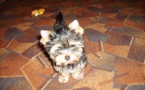 ������� �� �������