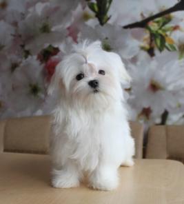 �������� ������� ��� �����������