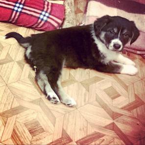 щенки 2 месяца