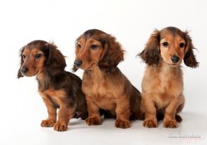 Щенки Таксы кроличьи (самая маленькая до 3-х кг) д/ш.