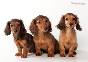 Щенки Таксы кроличьи (самая маленькая до 3-х кг) д/ш.