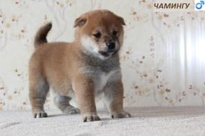 ����� ���� (����) ���