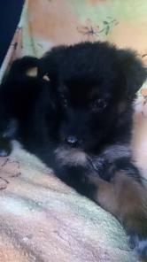 Юная особа, 1,5 месяцев от роду, благородных дворянских кровей, ищет спутника жизни.