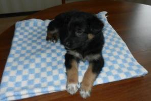 Юная особа, 1,5 месяцев от роду, благородных дворянских кровей, ищет спутника жизни.