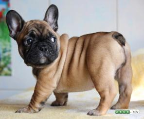 ������������ �������� ������� ����� ������ ������