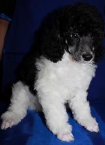 Арлекин миниатюрный (бело-черный пудель)