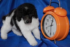 Арлекин миниатюрный (бело-черный пудель)