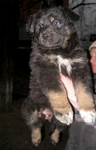 Отдам щенка 3 мес. Очаровательный "медвежонок"!