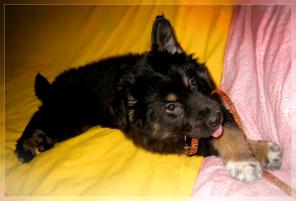 Отдам щенка 3 мес. Очаровательный "медвежонок"!