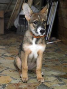 � ��� - ����������� ���� ����������� �������������