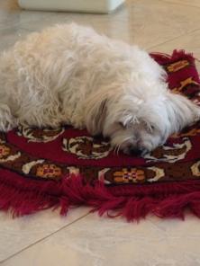 ����������� ������� - ����� � ������ ����