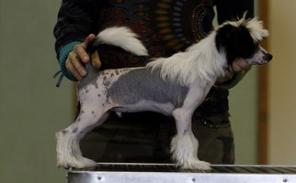 Щенки Китайской хохлатой. Документы РКФ