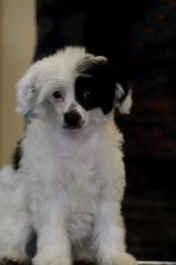 Щенки Китайской хохлатой. Документы РКФ