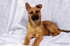 Рыжий красавец Персей (4 мес) в дар