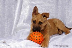 Рыжий красавец Персей (4 мес) в дар