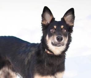 ������ � ��� � �������� ������ ����