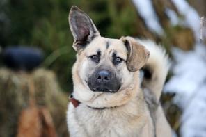 Собака-компаньон. Метис овчарки молодой и красивый в дар