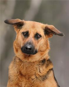 ����-������ � ������ �������.