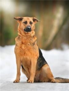 ����-������ � ������ �������.