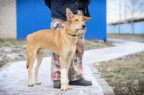 Молодой рослый кобель Рой в хорошие руки! (СПб)