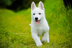 Продаются щенки Белой Швейцарской овчарки