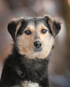 ����, �������������� �������-��������� ���� ���.