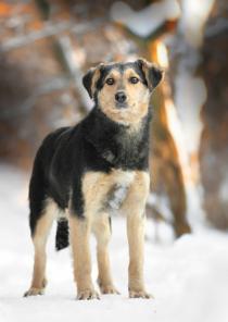 ����, �������������� �������-��������� ���� ���.