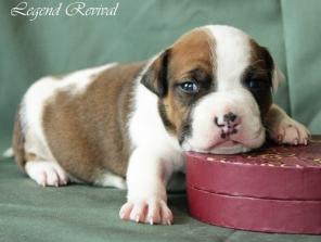 Очень нарядный мальчик Ам. Стаффа. Питомник