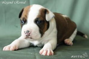 Очень нарядный мальчик Ам. Стаффа. Питомник