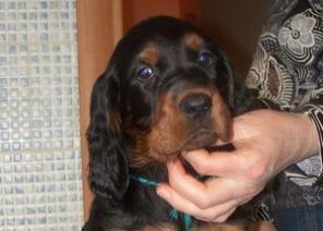 Щенки шотландского сеттера (гордона)