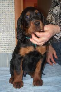 Щенки шотландского сеттера (гордона)