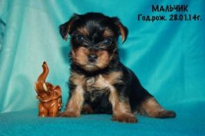 ����������� ������� �����