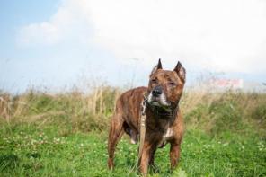 �������� ���� ���� ����� ���.