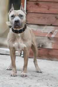 �������� ������������� ������� - � ���