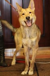 Солнечный пёсик Арчи в добрые руки