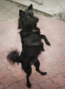 Маленький пушистый пёсик - в добрые руки