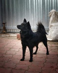 Маленький пушистый пёсик - в добрые руки