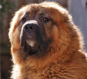 ������� ������������ ������ ���������� �������, � ���.